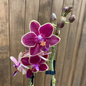 Phalaenopsis mini "Kyra" - 2 virágszár - Tropical Home 