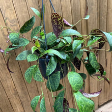 Kép betöltése a galériamegjelenítőbe: Aeschynanthus marmoratus - Zebraszőlő - Zebra basket vine - Tropical Home 
