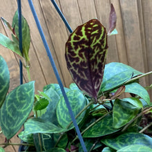 Kép betöltése a galériamegjelenítőbe: Aeschynanthus marmoratus - Zebraszőlő - Zebra basket vine - Tropical Home 
