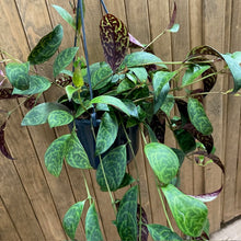 Kép betöltése a galériamegjelenítőbe: Aeschynanthus marmoratus - Zebraszőlő - Zebra basket vine - Tropical Home 
