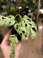 Kép betöltése a galériamegjelenítőbe: Monstera "Frozen freckles"
