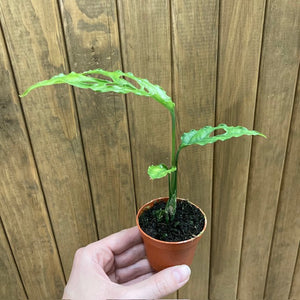 Monstera obliqua Peru mini - Tropical Home 