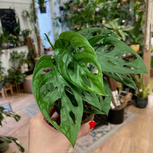 Kép betöltése a galériamegjelenítőbe: Monstera adansonii kicsi - Monstera &quot;Monkey leaf&quot; - Swiss cheese vine
