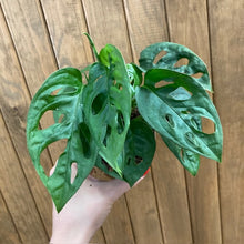 Kép betöltése a galériamegjelenítőbe: Monstera adansonii kicsi - Monstera &quot;Monkey leaf&quot; - Swiss cheese vine
