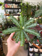 Kép betöltése a galériamegjelenítőbe: Biophytum Sensitivum silver - Little tree
