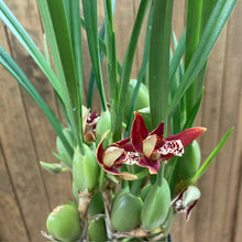 Kép betöltése a galériamegjelenítőbe: Maxillaria tenuifolia - The Coconut Orchid - Tropical Home 
