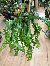 Kép betöltése a galériamegjelenítőbe: Epiphyllum anguliger - Karéjos kaktusz - Fishbone cactus
