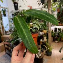 Kép betöltése a galériamegjelenítőbe: Anthurium warocqueanum mini
