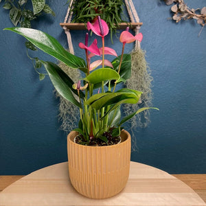 Anthurium andreanum "Zizou" - Tropical Home 