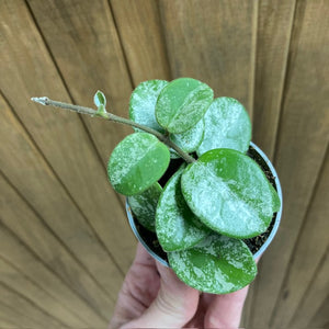 Hoya mathilde "Splash" mini - Viaszvirág - Wax plant - Tropical Home 