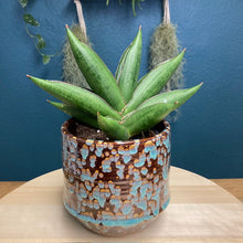 Kép betöltése a galériamegjelenítőbe: Sansevieria &quot;Almond jade&quot;- Anyósnyelv - Tropical Home 
