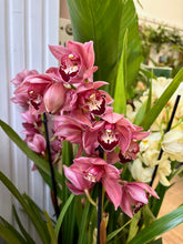 Kép betöltése a galériamegjelenítőbe: Cymbidium - Csónakorchidea - Több színben
