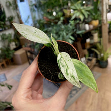 Kép betöltése a galériamegjelenítőbe: Rhaphidophora puberula variegata
