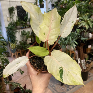 Philodendron "Snowdrift"