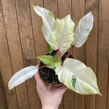 Kép betöltése a galériamegjelenítőbe: Philodendron &quot;Snowdrift&quot;
