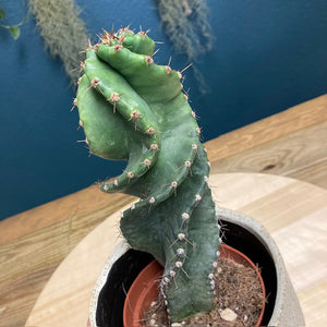 Cereus forbesii 'Spiralis' - Spirálkaktusz - Tropical Home 