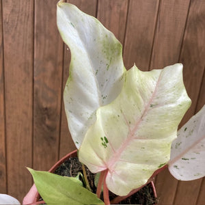 Philodendron "Snowdrift"