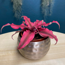 Kép betöltése a galériamegjelenítőbe: Cryptanthus bivittatus &quot;Rubin star&quot; - Tropical Home 
