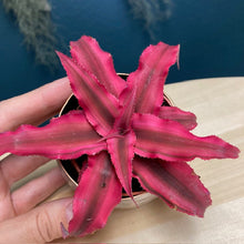 Kép betöltése a galériamegjelenítőbe: Cryptanthus bivittatus &quot;Rubin star&quot; - Tropical Home 
