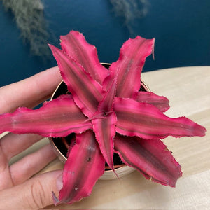 Cryptanthus bivittatus "Rubin star" - Tropical Home 