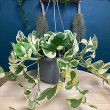 Kép betöltése a galériamegjelenítőbe: Epipremnum aureum &#39;Njoy&#39; - &#39;Njoy&#39; szobafutóka akasztós cserépben - Tropical Home 
