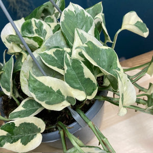 Epipremnum aureum 'Njoy' - 'Njoy' szobafutóka akasztós cserépben - Tropical Home 