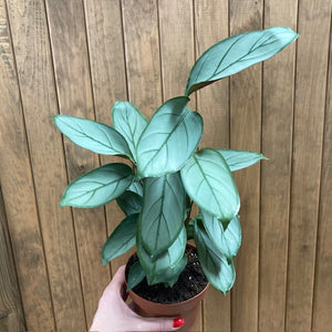 Ctenanthe setosa "Grey star"