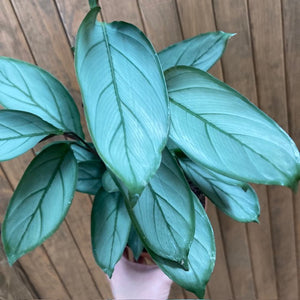 Ctenanthe setosa "Grey star"