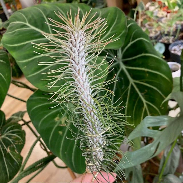 Tillandsia Funckiana 