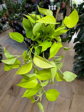 Kép betöltése a galériamegjelenítőbe: Epipremnum aureum "Neon" - Neon szobafutóka
