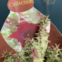 Kép betöltése a galériamegjelenítőbe: Huernia macrocarpa - Dögvirág - Tropical Home 
