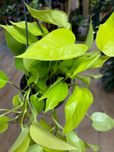 Kép betöltése a galériamegjelenítőbe: Epipremnum aureum "Neon" - Neon szobafutóka
