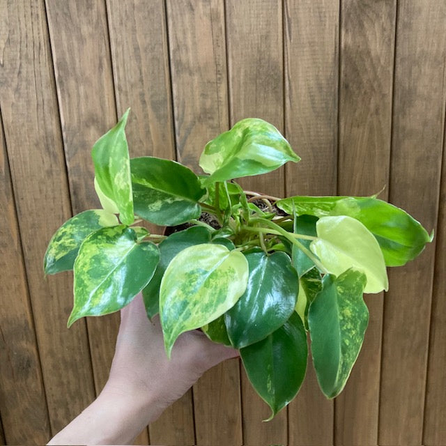 Philodendron Burle Marx variegata