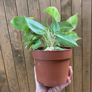 Philodendron Burle Marx variegata