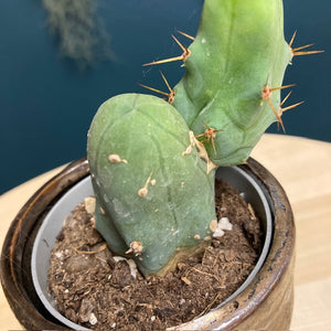 Trichocereus bridgesii mostruoso - Tropical Home 