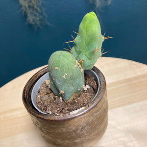 Trichocereus bridgesii mostruoso - Tropical Home 