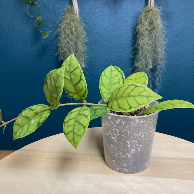 Hoya callistophylla - Tropical Home 