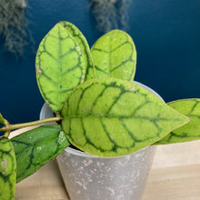 Kép betöltése a galériamegjelenítőbe: Hoya callistophylla - Tropical Home 
