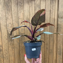 Kép betöltése a galériamegjelenítőbe: Philodendron &quot;Pink princess marble&quot; 2.
