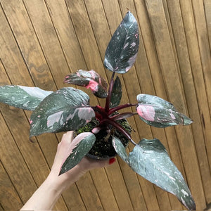 Philodendron "Pink princess marble" 2.