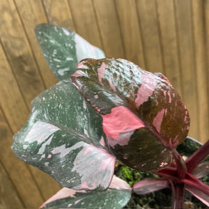 Philodendron "Pink princess marble" 2.