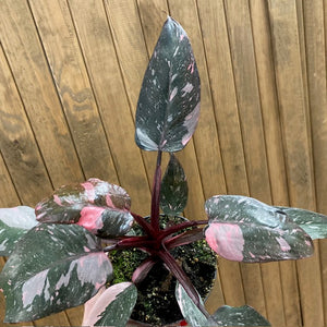 Philodendron "Pink princess marble" 2.