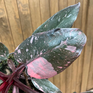 Philodendron "Pink princess marble" 2.