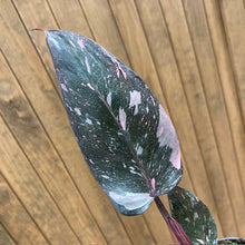 Kép betöltése a galériamegjelenítőbe: Philodendron &quot;Pink princess marble&quot; 2.
