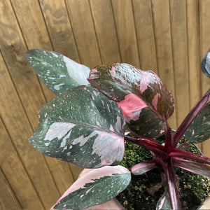 Philodendron "Pink princess marble" 2.