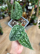 Kép betöltése a galériamegjelenítőbe: Scindapsus pictus "Tricolor silver"
