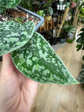 Kép betöltése a galériamegjelenítőbe: Scindapsus pictus "Tricolor silver"
