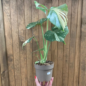 Monstera deliciosa “Thai constellation” 1.