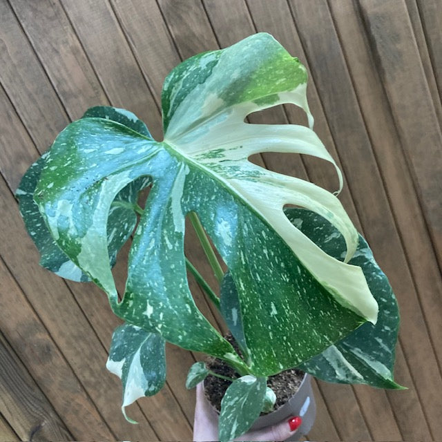 Monstera deliciosa “Thai constellation” 1.