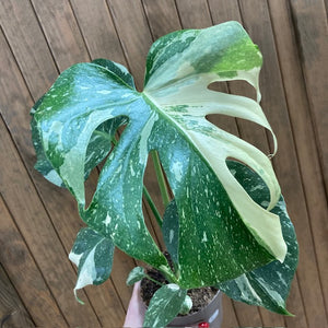 Monstera deliciosa “Thai constellation” 1.